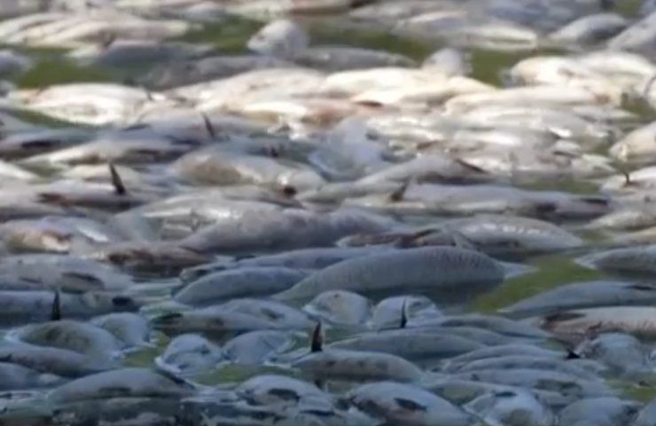 milioni carcasse pesci fiume