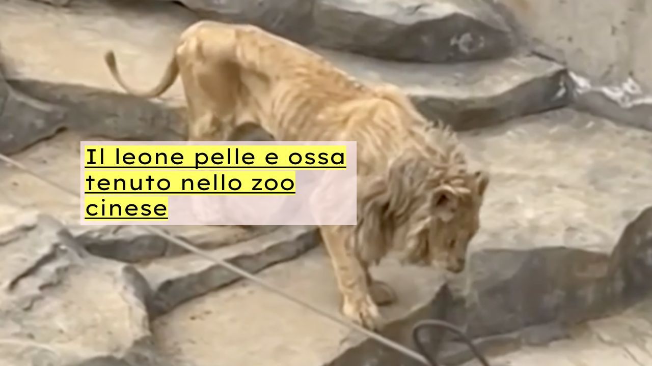 The world’s loneliest lion, turned into skin and bones in a zoo