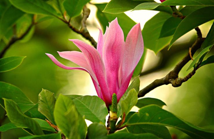 caratteristiche magnolia