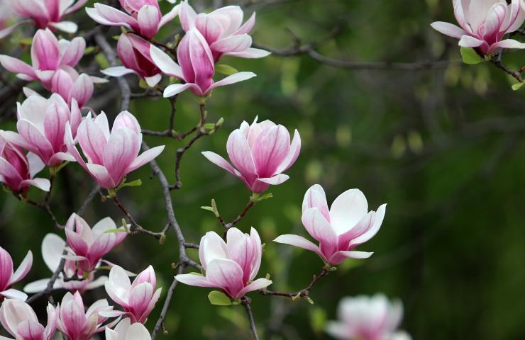 come coltivare la magnolia in vaso