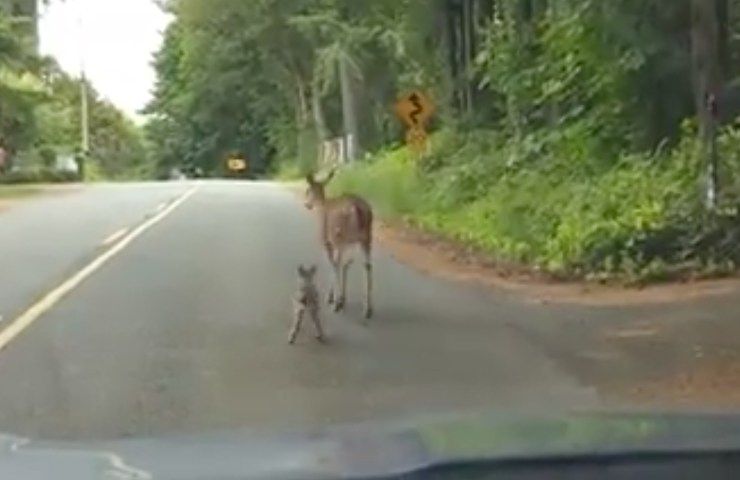 ripresa mamma cervo aiuta cucciolo
