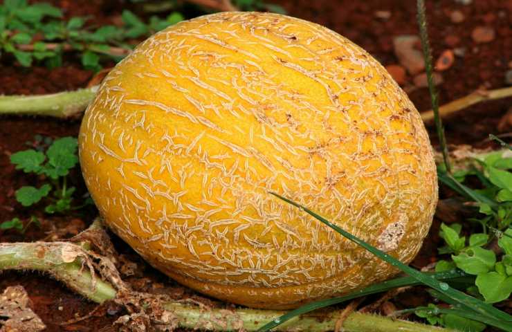 come coltivare il melone in vaso