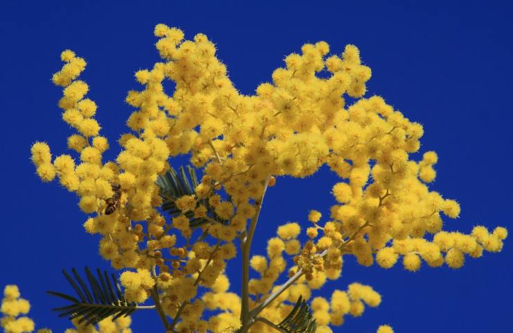 che cos'è oleolito di mimosa