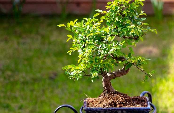 potatura rami olmo bonsai