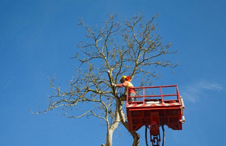 abbattimento albero casa