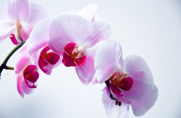 rimedio naturale resuscitare orchidee