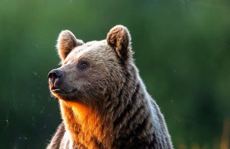 Orso MJ5 vincenda trentino 