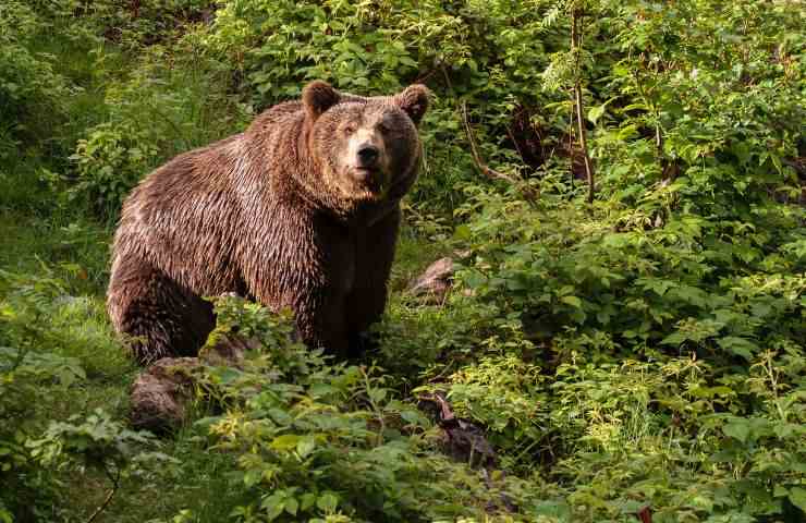 Orso caccia radiocollare 