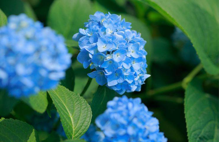 Ortensia fiori blu trucchi coltivazione 