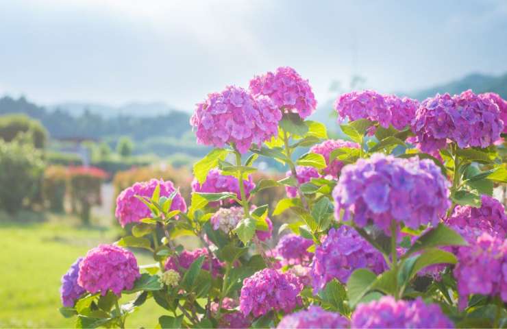 Ortensia giardino trucchi cura 