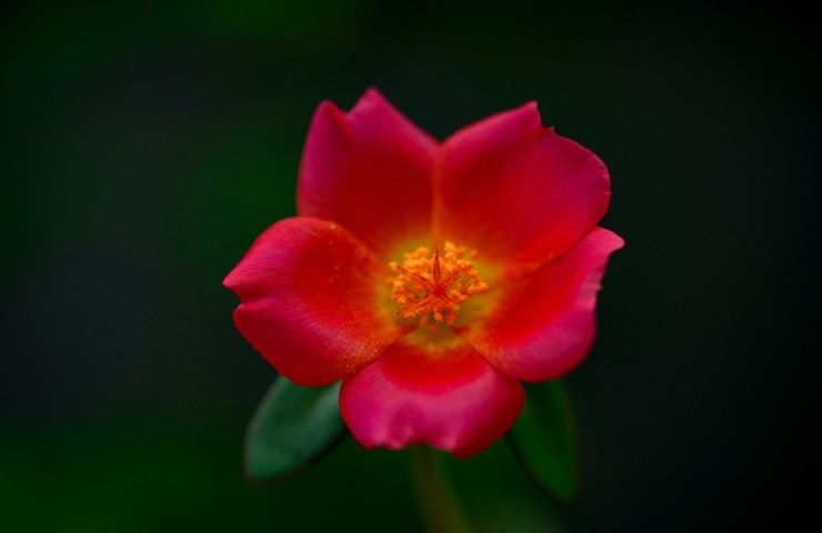 PORTULACA RIMEDIO