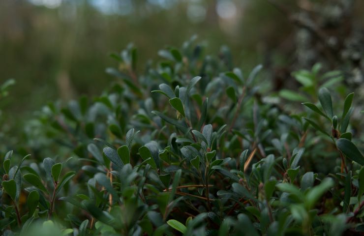 portulaca proprietà salute