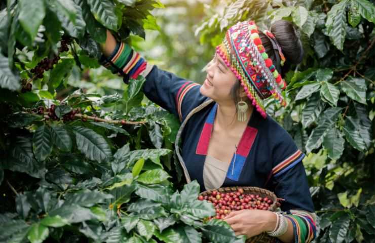 Piantagioni caffè rischio cambiamento climatico 