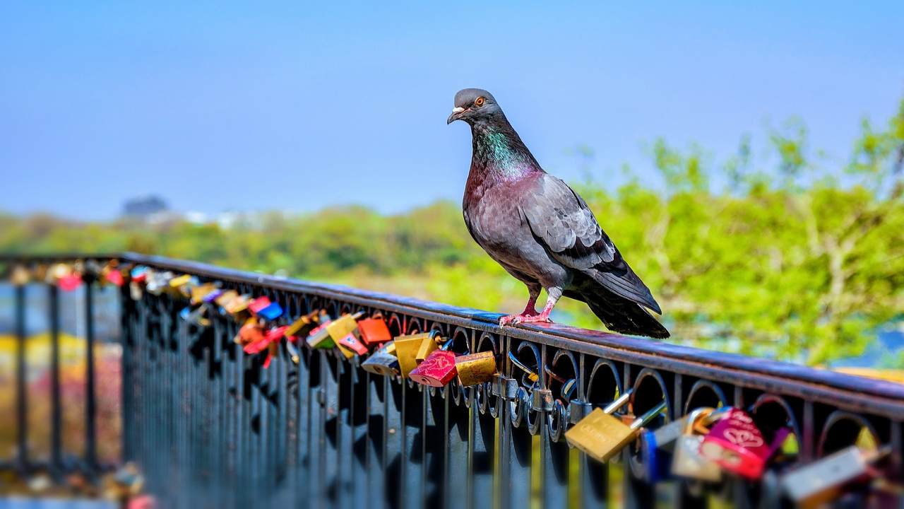 soluzione per far spaventare gli uccelli