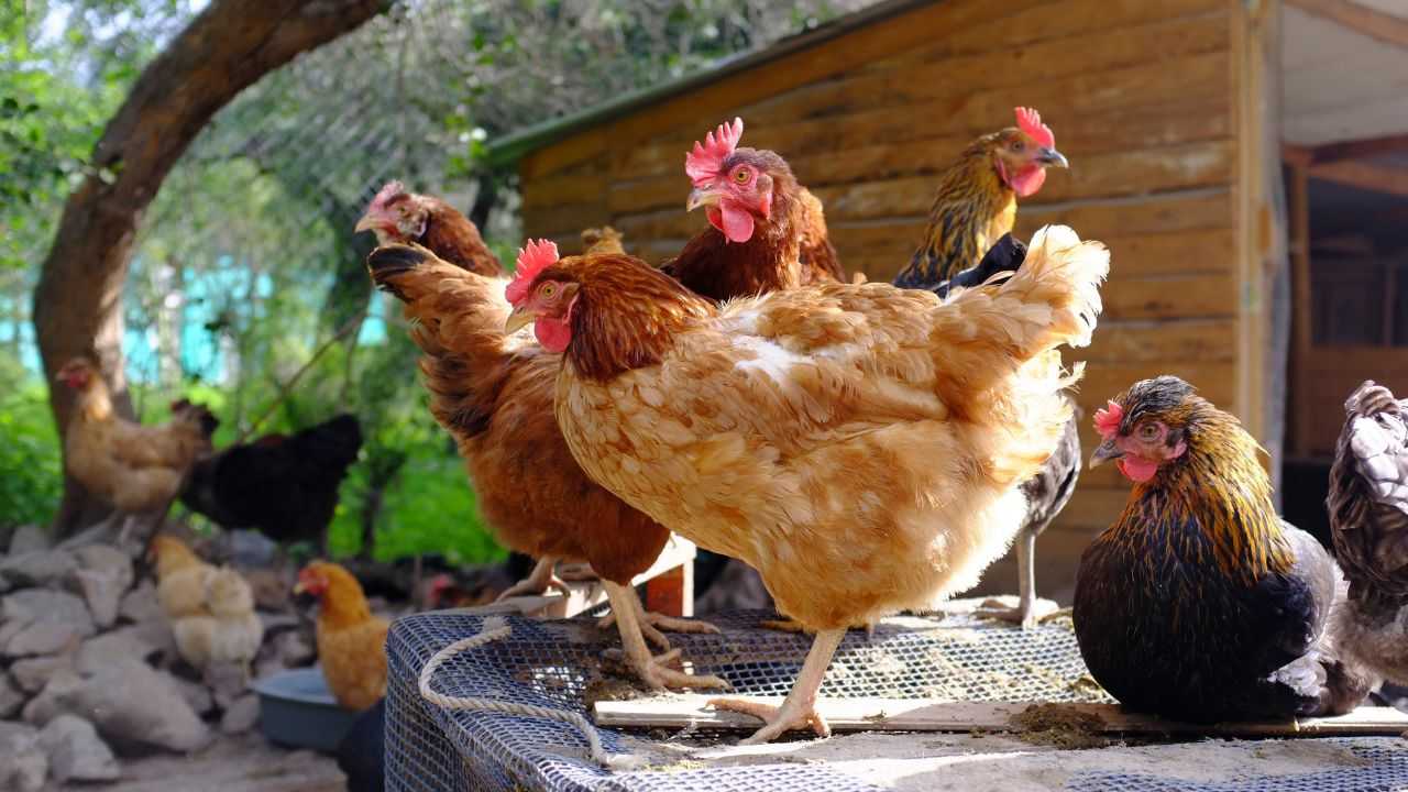 Tutelare galline campagna svizzera