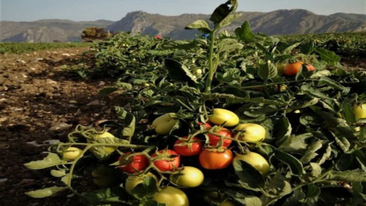 cosa sapere sul pomodoro siccagno