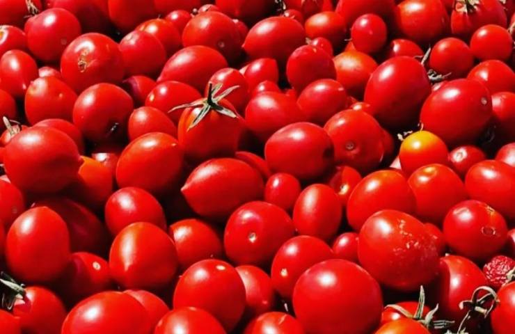 Pomodoro siccagno caratteristiche