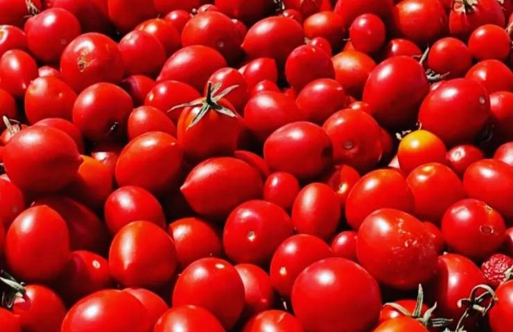 Pomodoro siccagno caratteristiche 