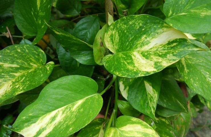 Pothos pericoli primavera dritte 