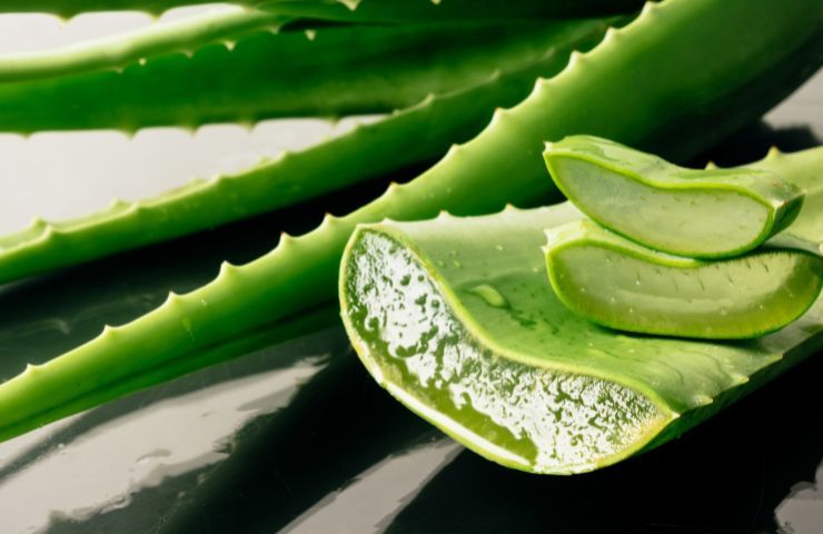 Foglie aloe vera piantare talea 