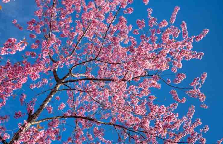 Prunus subhirtella 'Pendula' coltivazione