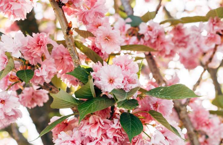 Prunus subhirtella 'Pendula'metoco colivazione