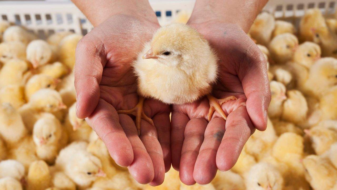 pulcini macellati vivi proposta UE