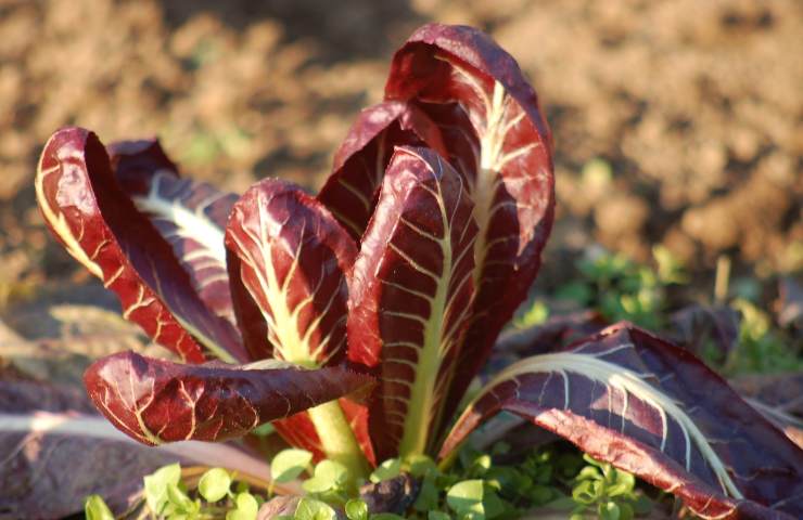 come riutilizzare scarto radicchio