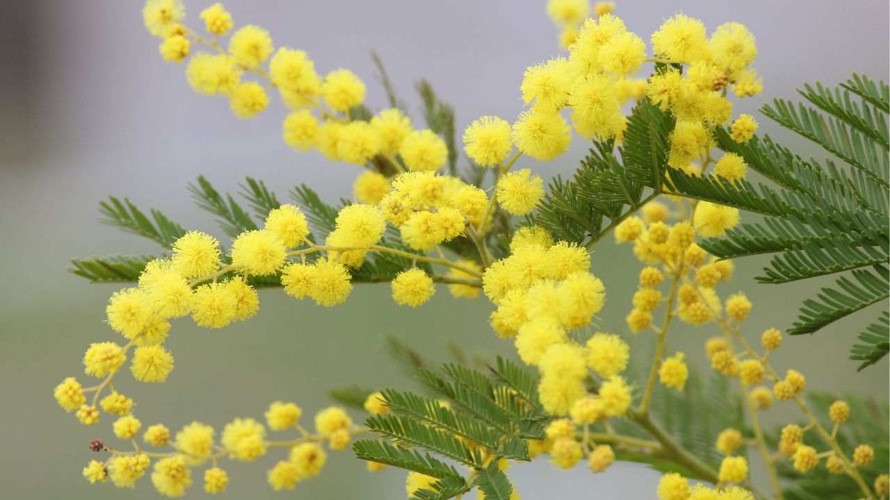 vietato regalare mimosa motivo