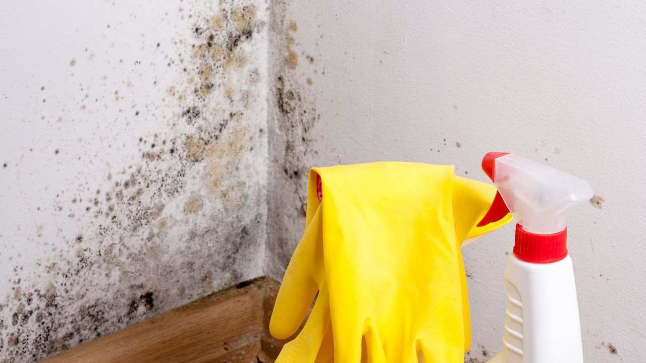 muffa evita candeggina rimedi