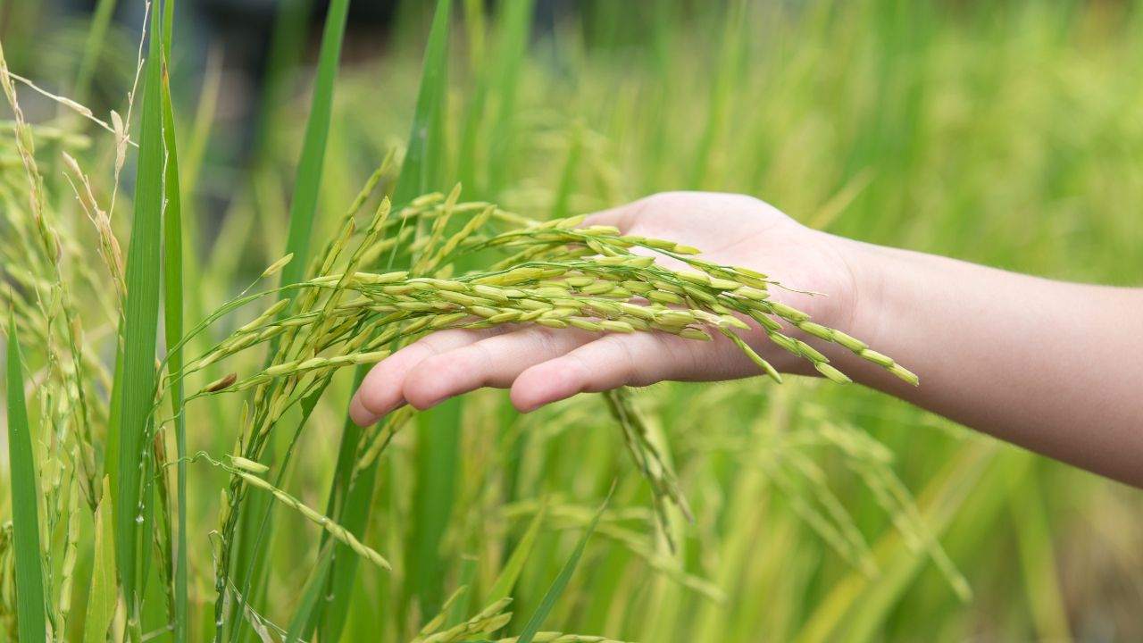 siccità agricoltori nord Italia