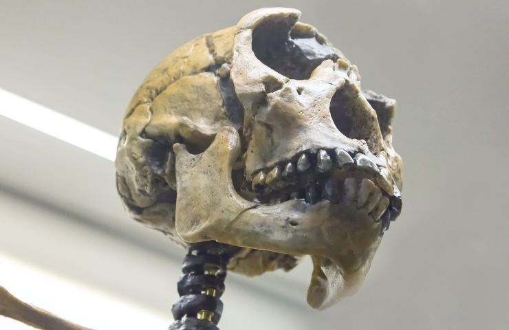 uomini Neanderthal caratteristiche