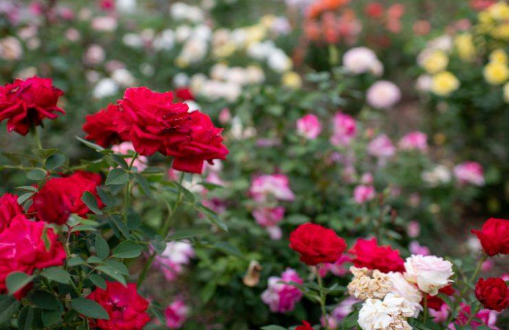 fioriture rigogliose rose