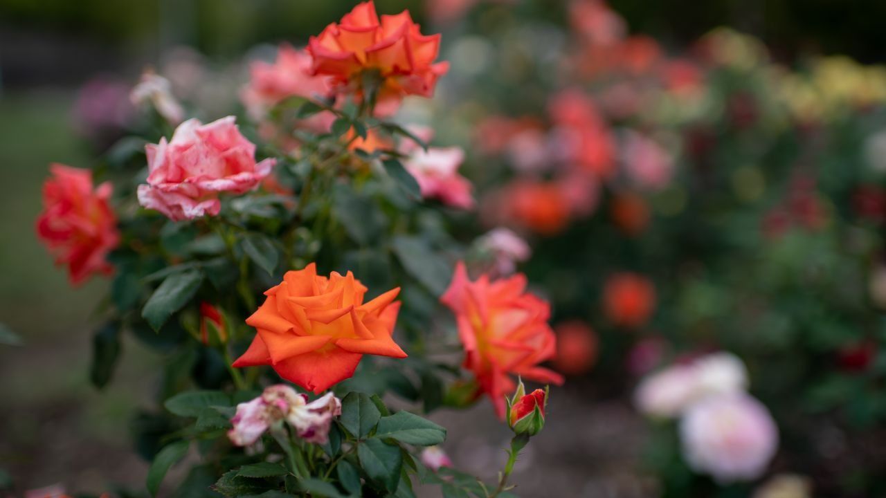 segreto piantare crescere rose