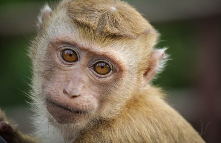 denuncia peta contrabbando scimmie