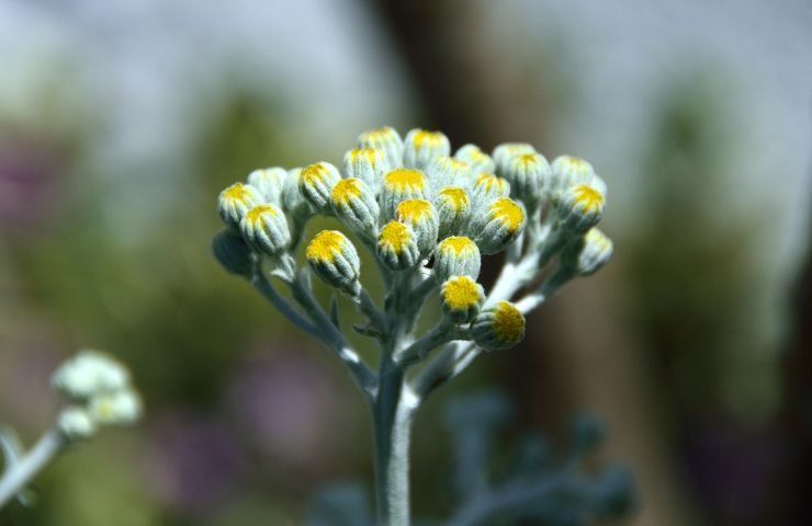 invasione erba velenosa senecio