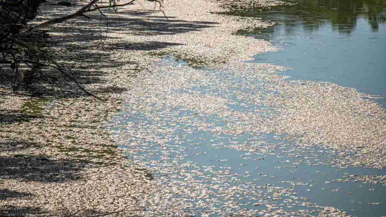 strage pesci morti ipossia