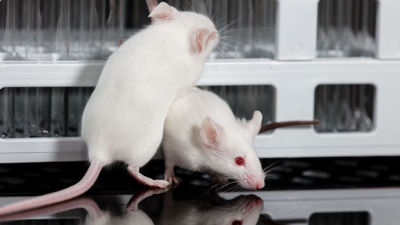 Topi casa eliminarli piante