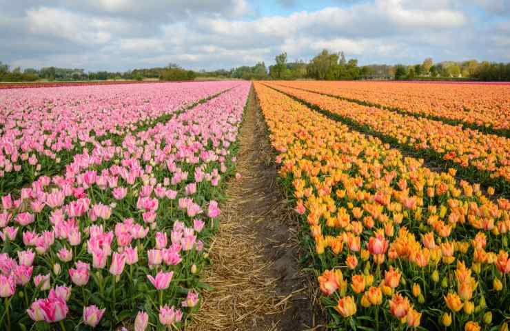 tulipani campo italia dettagli 