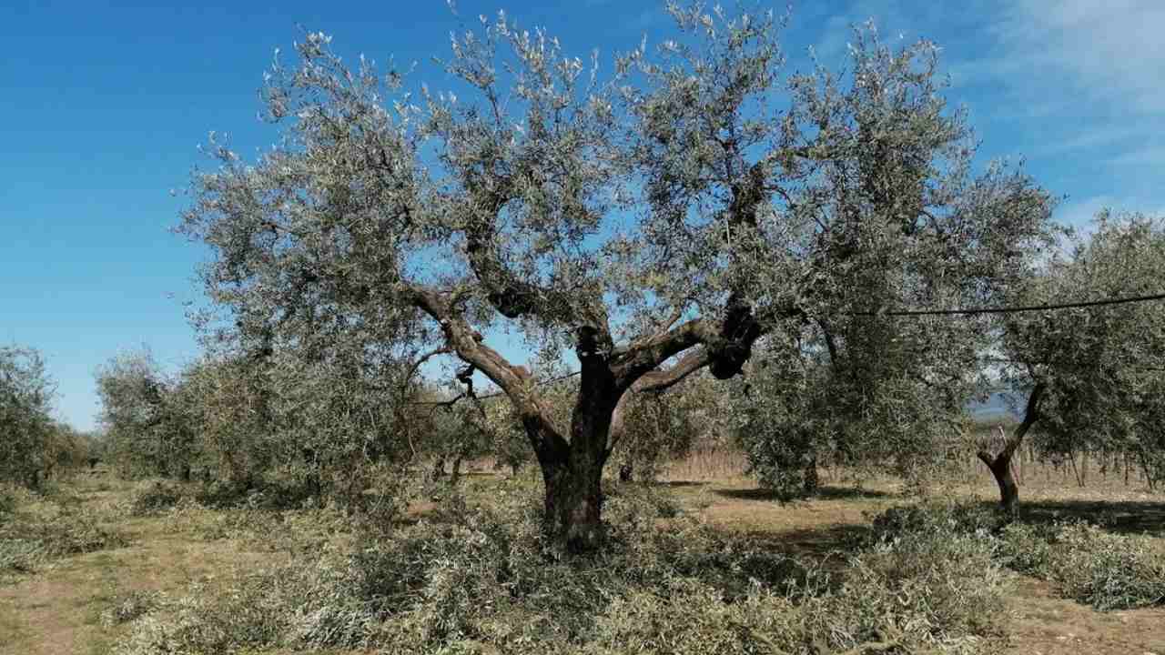 Ulivi secolari operazione Xylella innesto