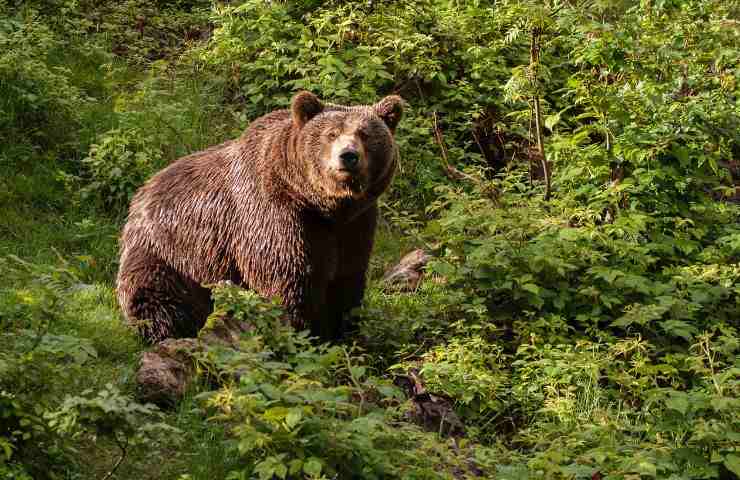 abbattimento orso MJ5 Trentino