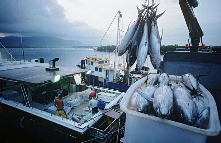 codice etichette provenienza pesce
