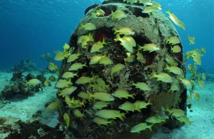 trasformazione defunti coralli marini