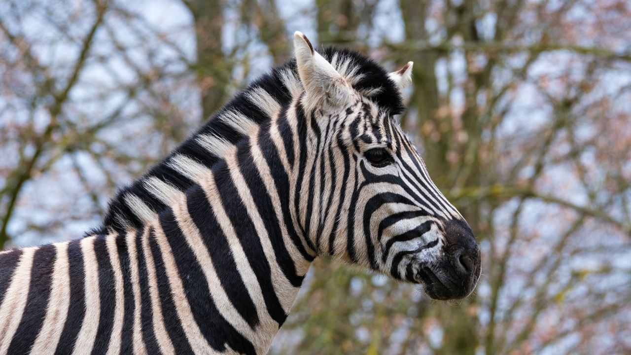Zebra fuga zoo storia