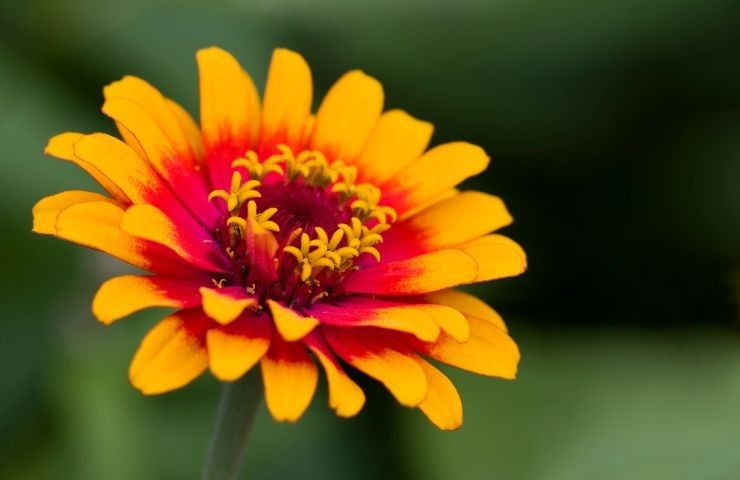 varietà fiori romantici