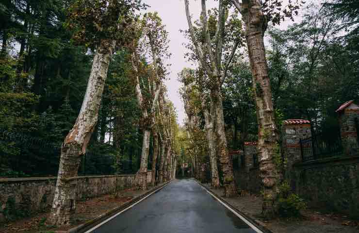 alberi città progetto