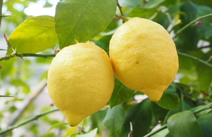 tecnica per una pianta di limoni sempre al top