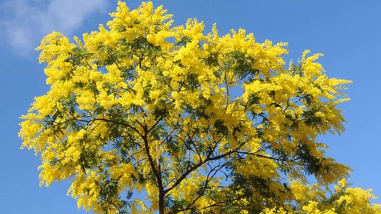 albero di mimosa talea
