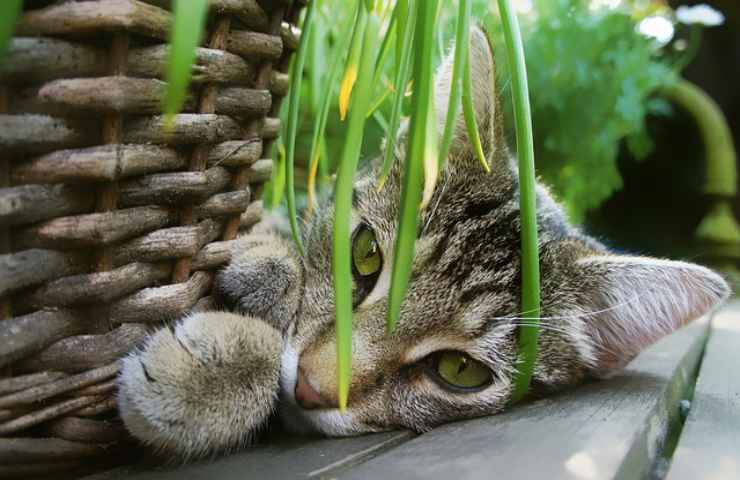 gatto pianta foglie