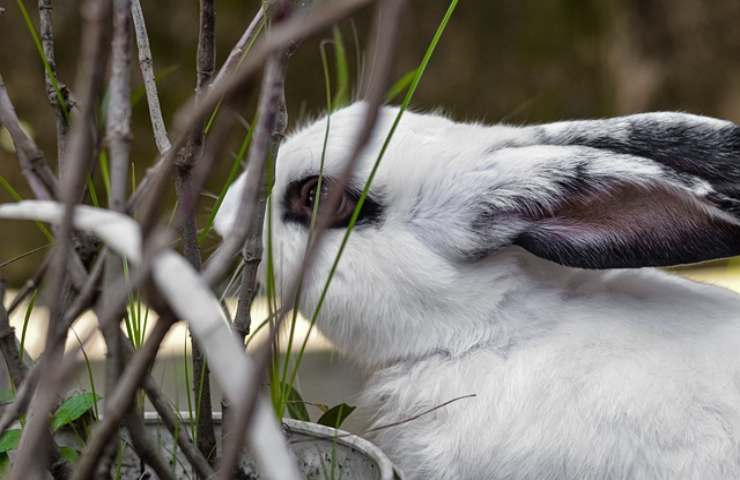 Mondo animale: in che modo vengono influenzati dal cambio dell'ora?